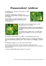 Pflanzensteckbrief-Schöllkraut.pdf